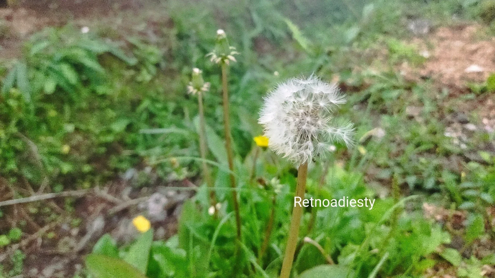 Bunga Dandelion