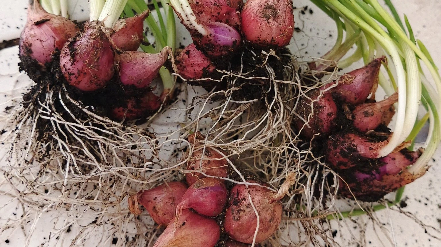 Panen Bawang Merah