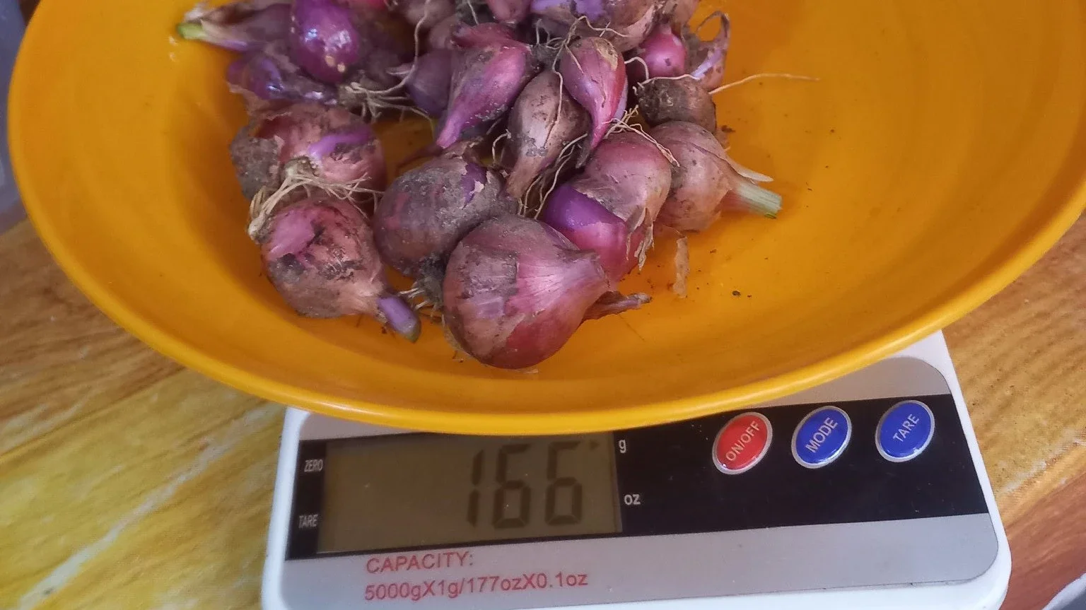 panen bawang merah