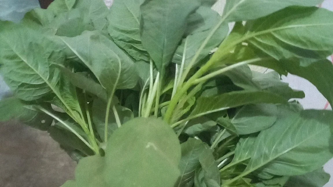 panen bayam