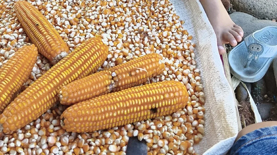 panen jagung