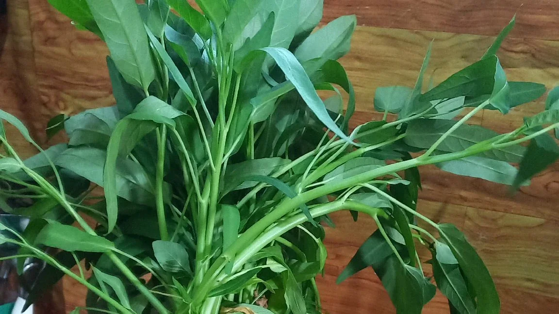 panen kangkung