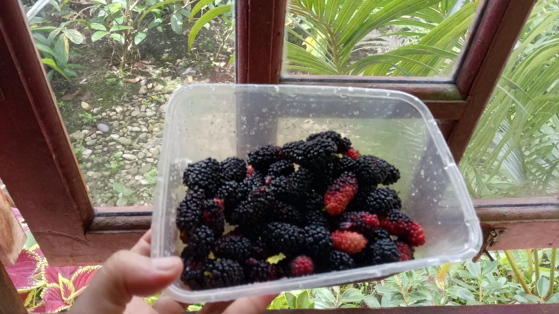 Panen Murbei #KegiatanFavorit