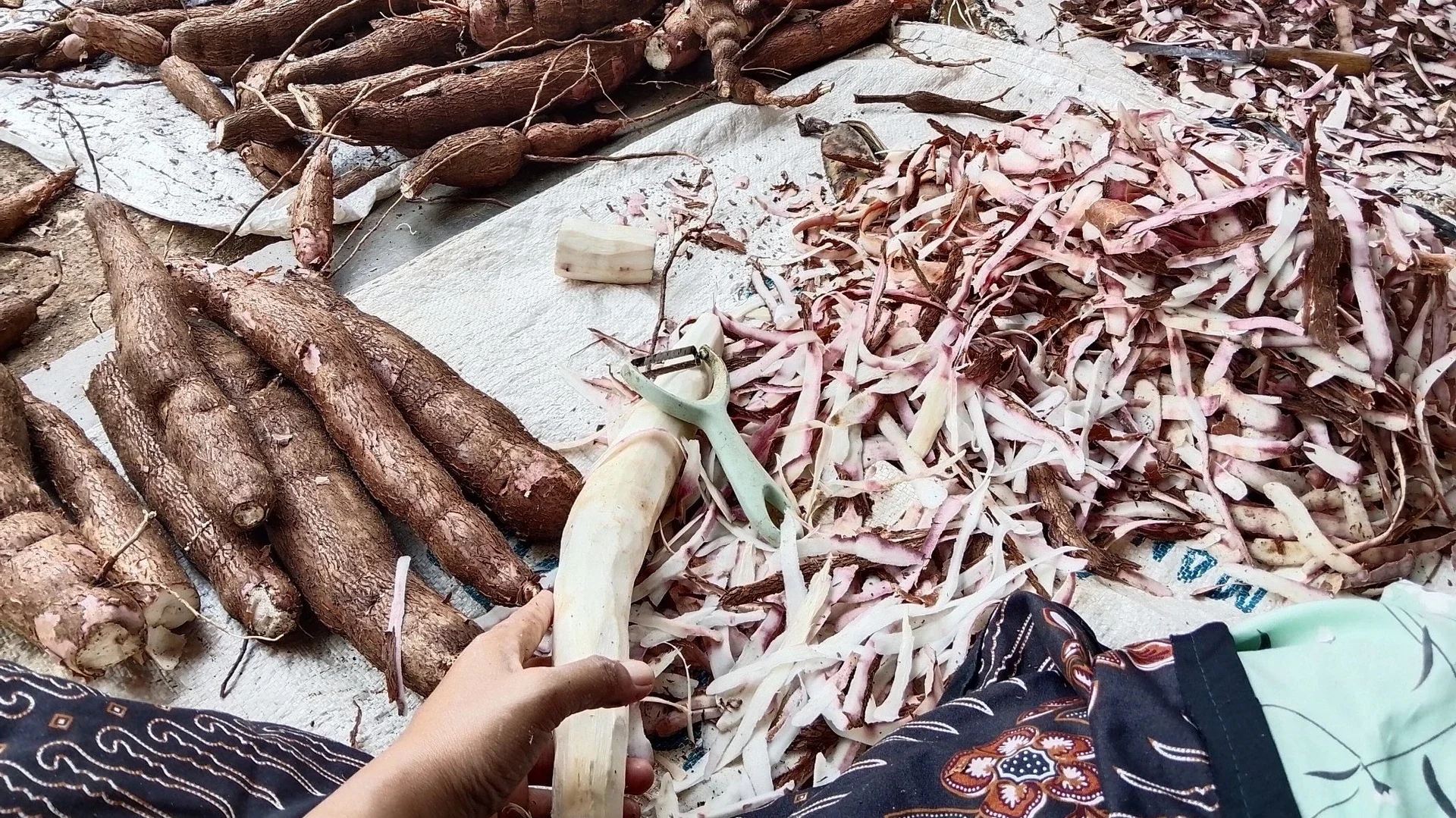 panen singkong #KegiatanFavorit