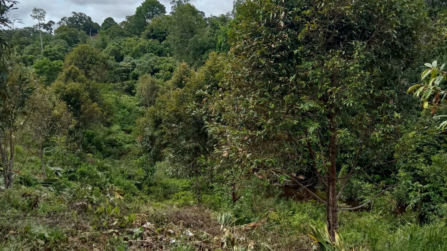 pembersihan kebun durian