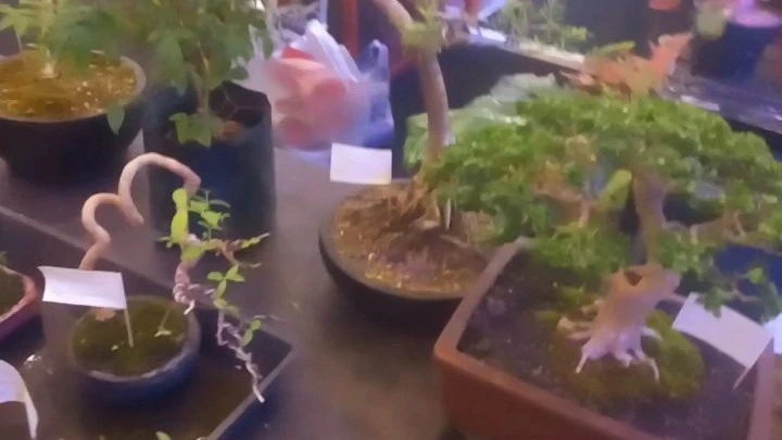 Pengalaman Melihat Pameran Bonsai. #SejutaCeritaUmamichi