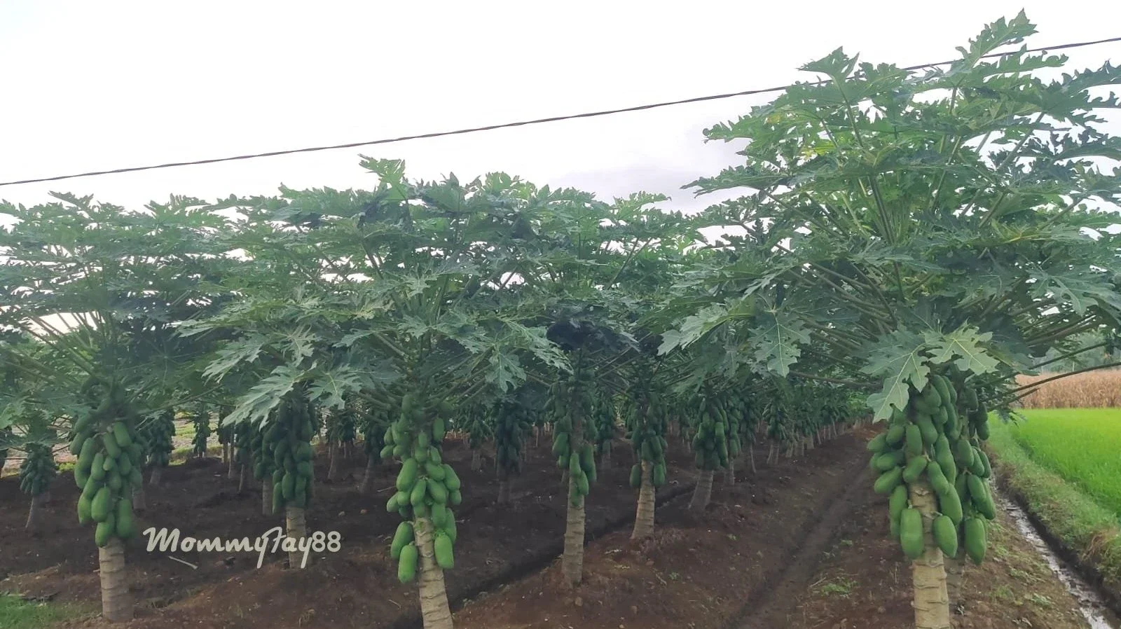 Pepaya dan Kabut Asap