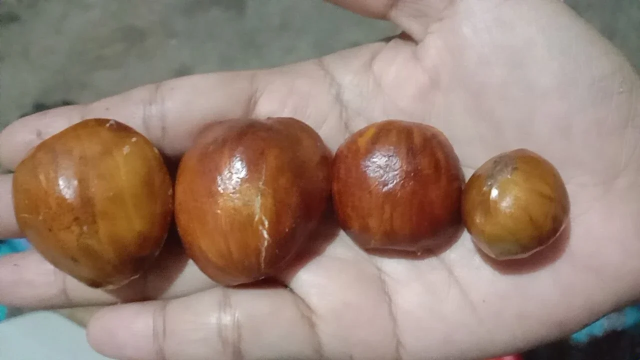 perbedaan ukuran