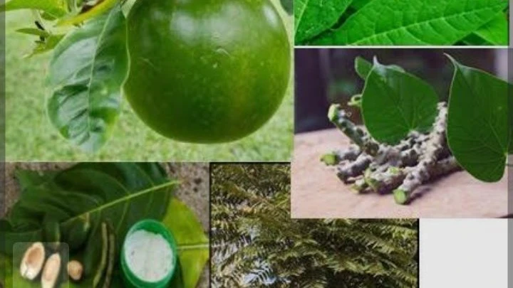 pestisida alami