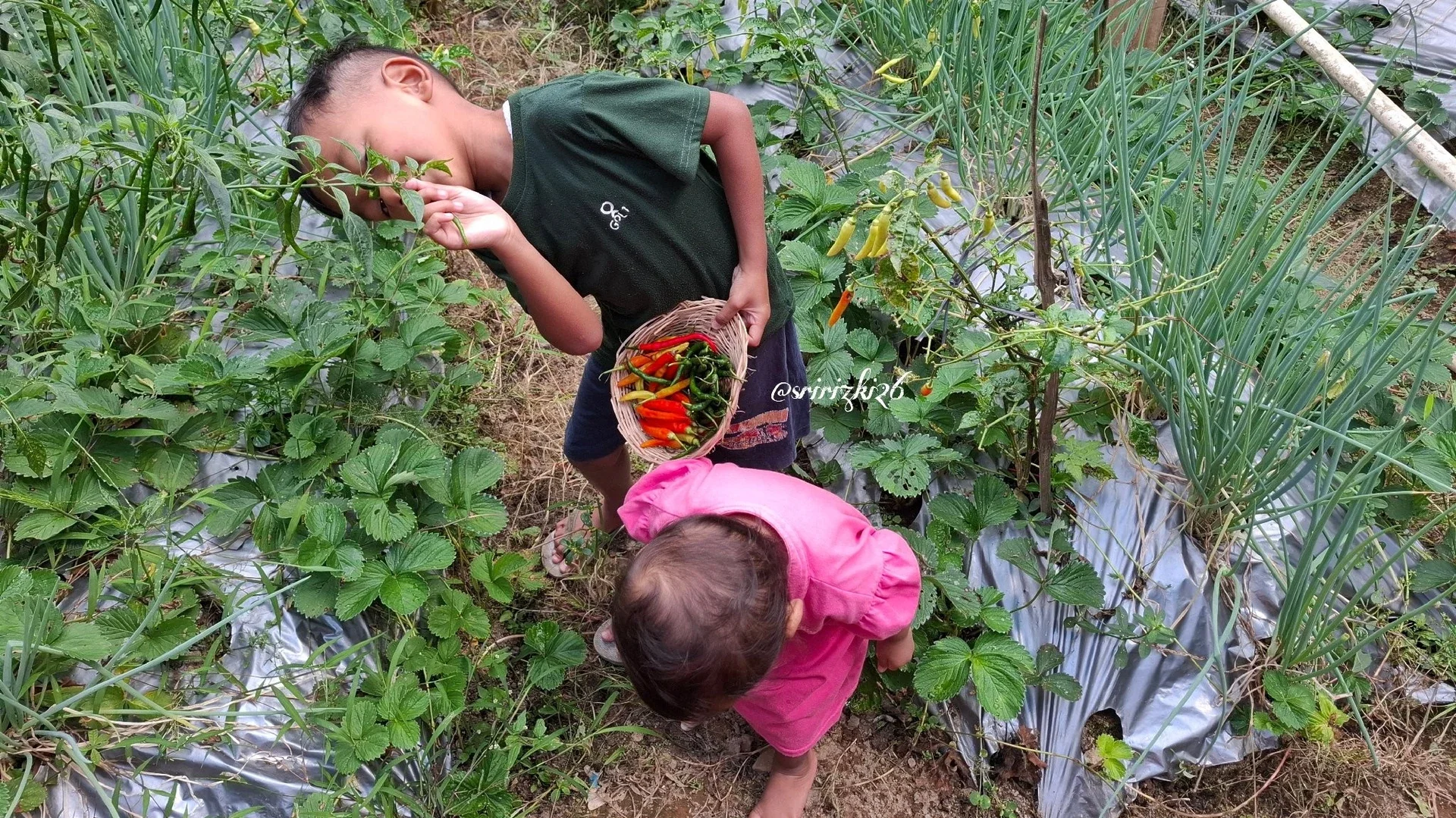 Petik Hasil Berkebun di Pagi atau Sore Hari #KegiatanFavorit