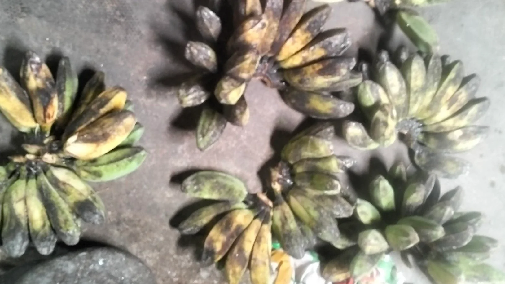 Pisang Kepok Hasil Kebun Sendiri