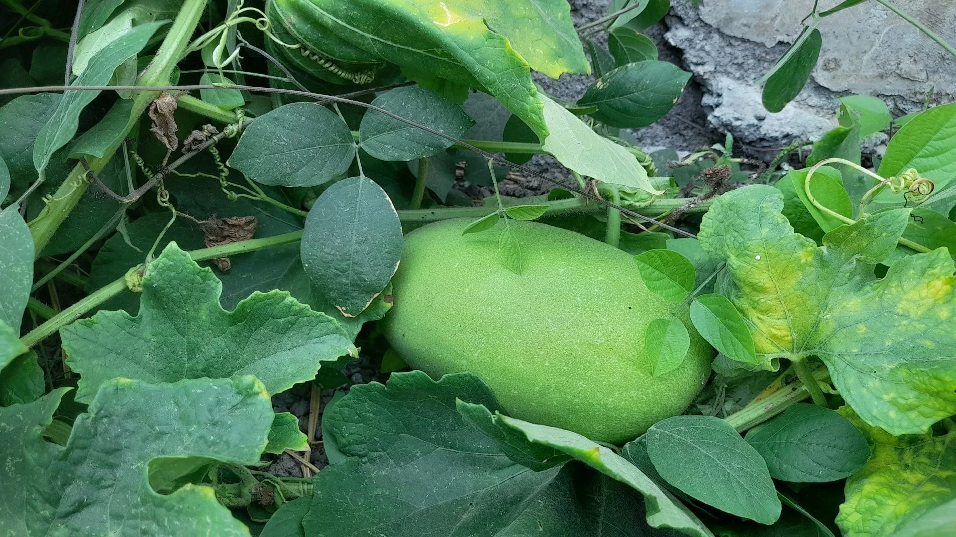 Pohon Bligo Liar Di pinggir Jalam