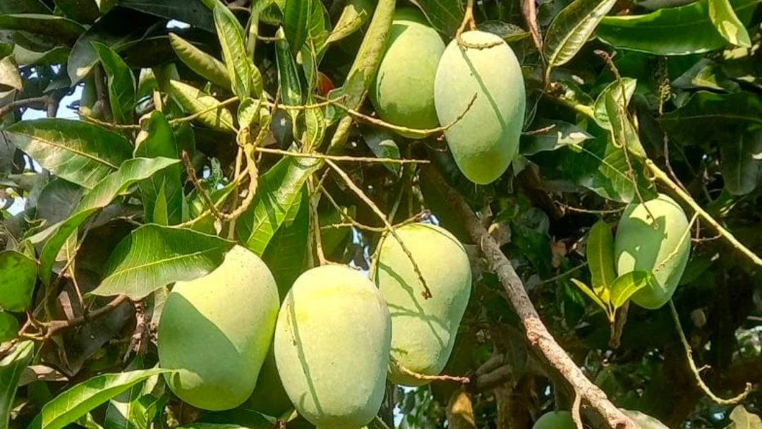 Pohon Mangga Sebelah Rumah Berbuah Banyak