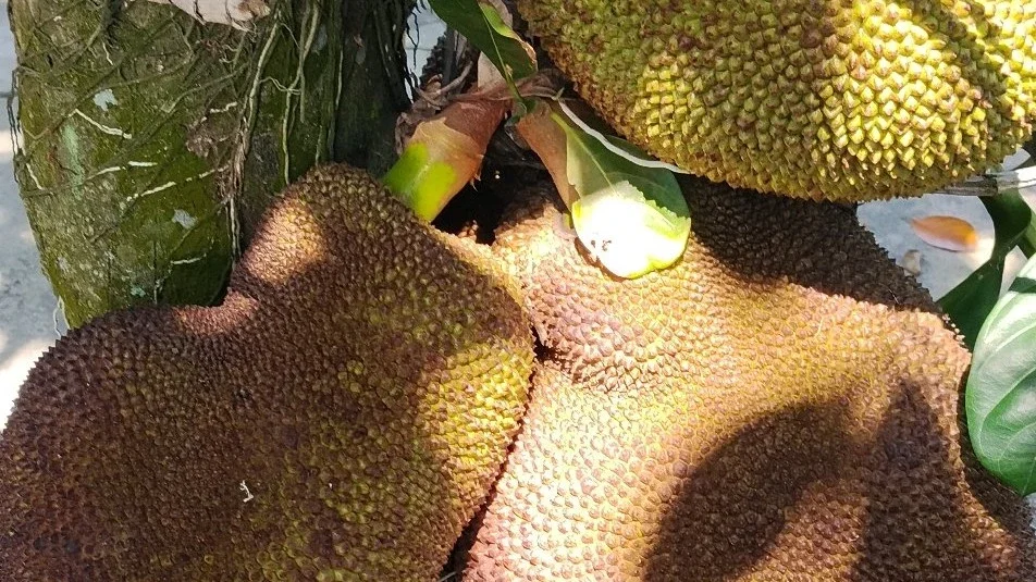 pohon nangka