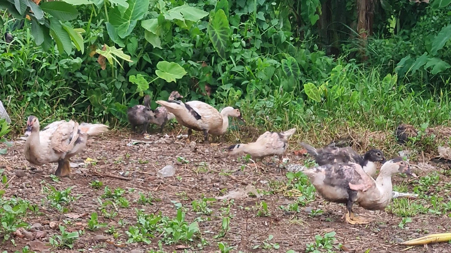 #PotretHariRaya Mudik ke Kampung Halaman Sembari Nostalgia Masa Kecil