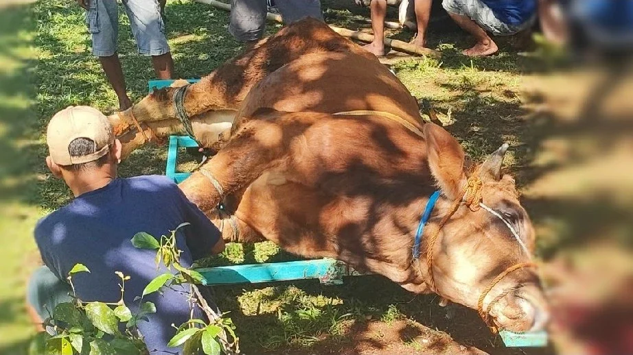Qurban, Bersedekah yang Terbaik! #MaknaIdulAdha