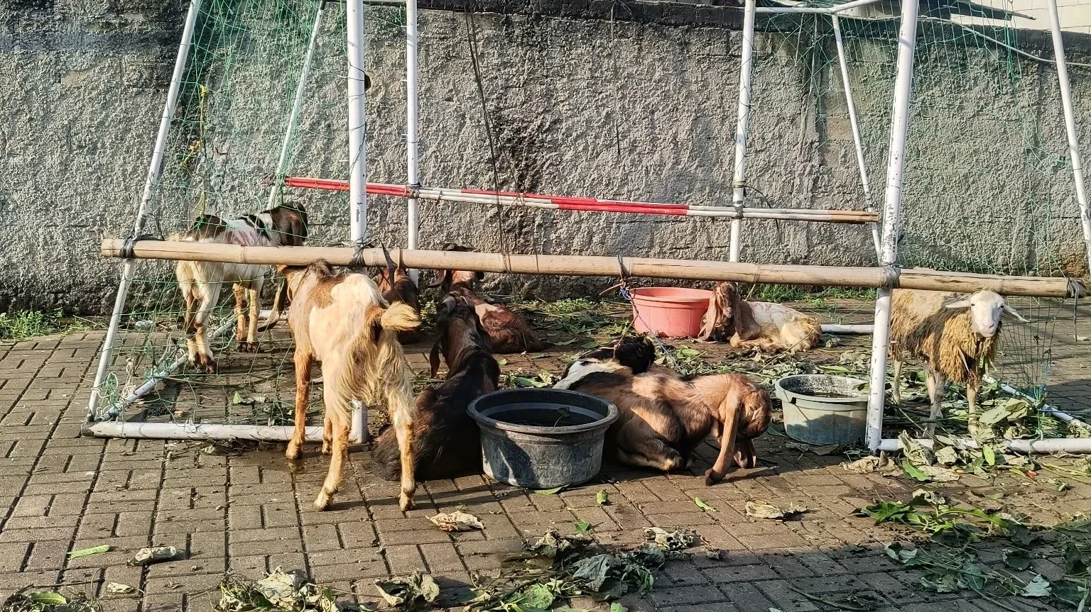 Qurban Sapi/kambing di hari Raya #MaknaIduladha