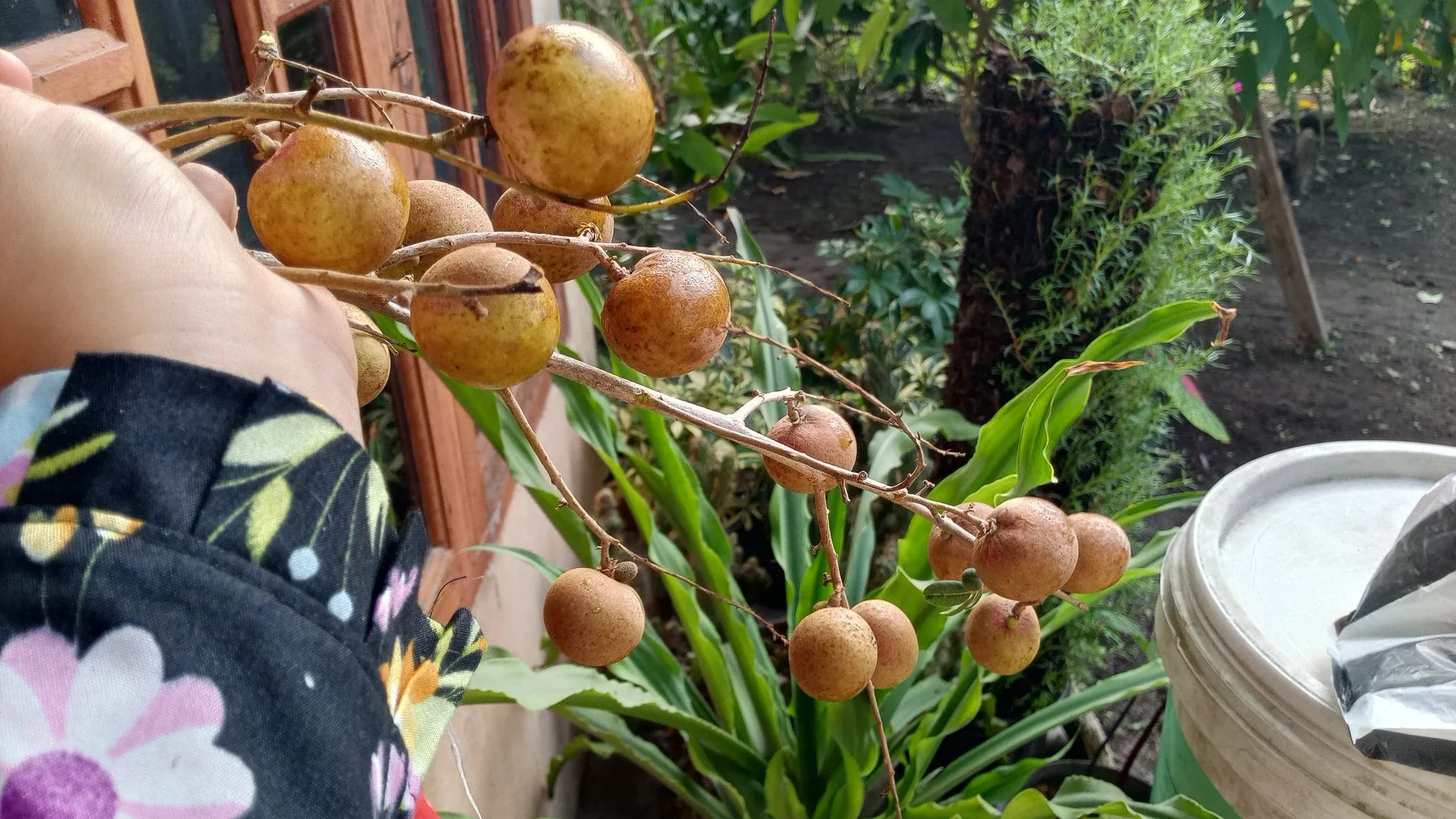 Rajin Makan Buah #JagaJantungVersiku
