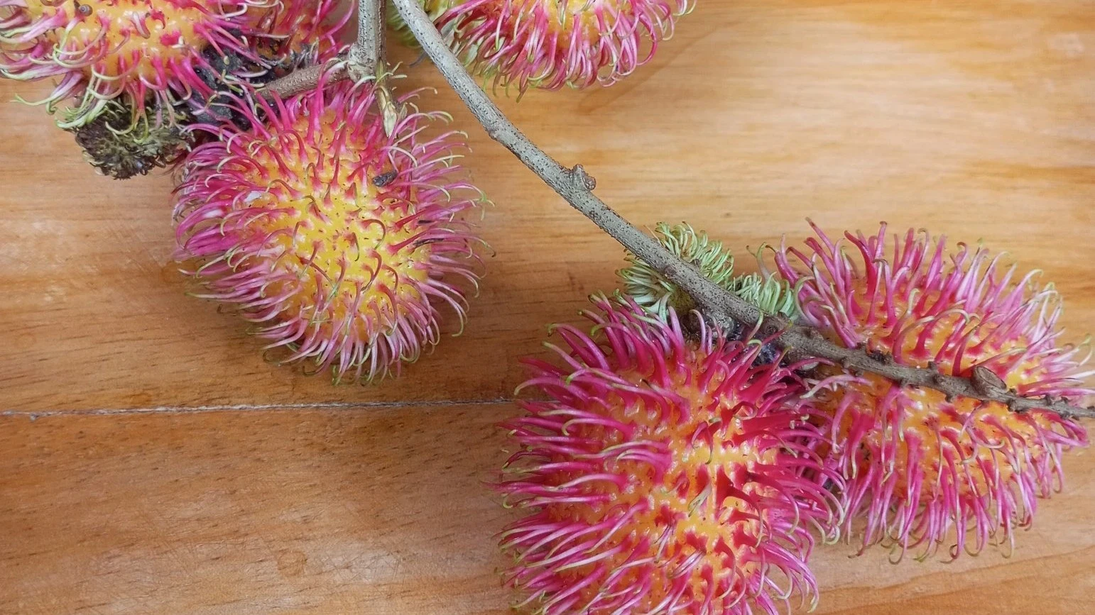 Rambutan