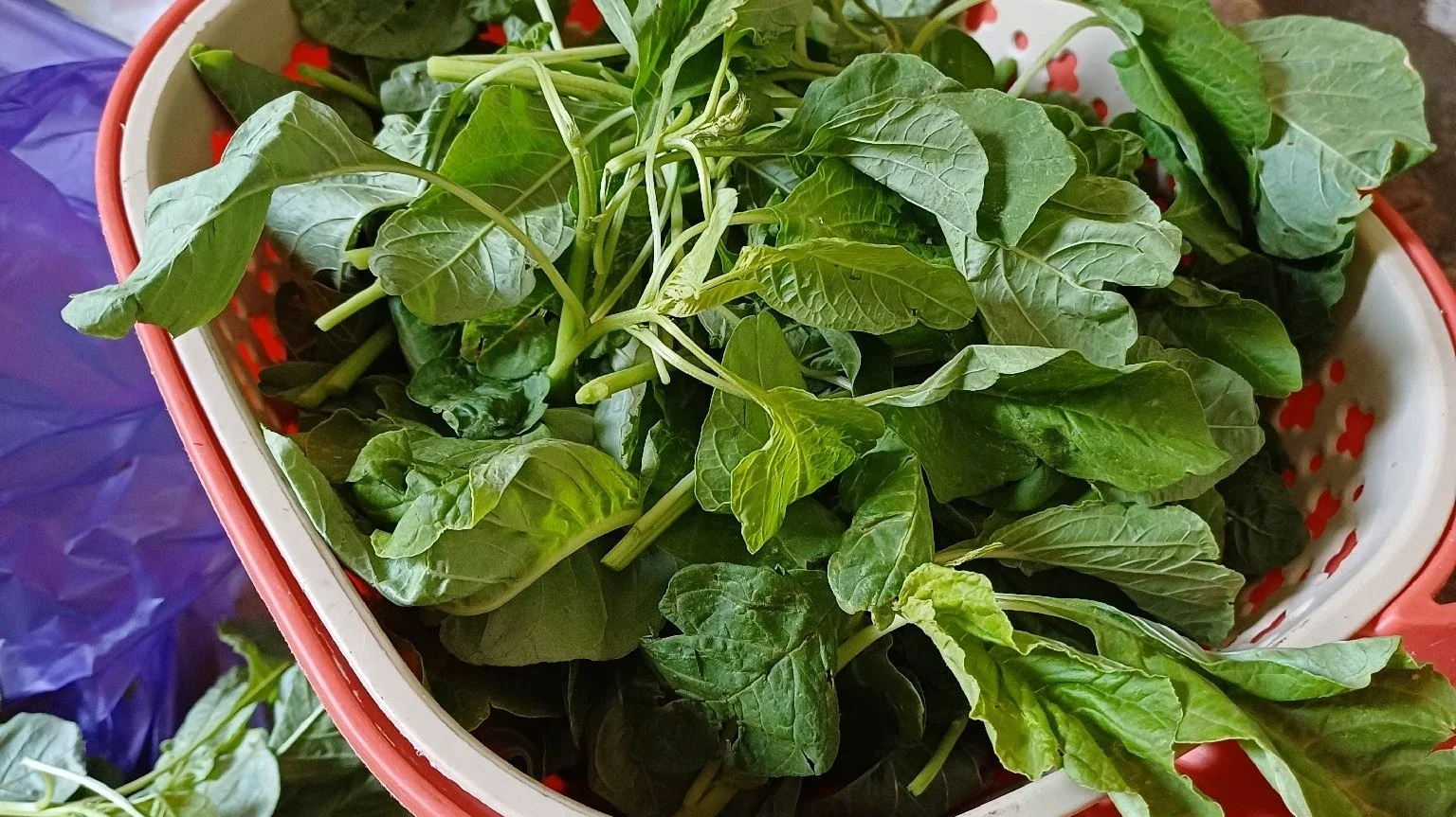 sayur bayam