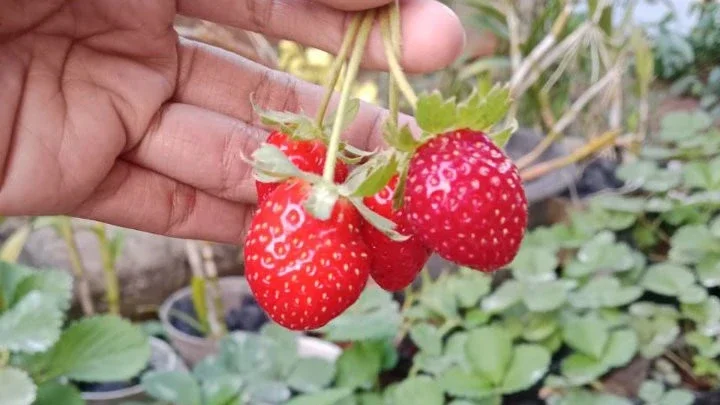 strawberry