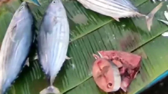 Suka ikan tuna?