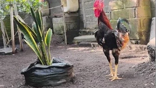 Suka Pelihara Ayam Jago?