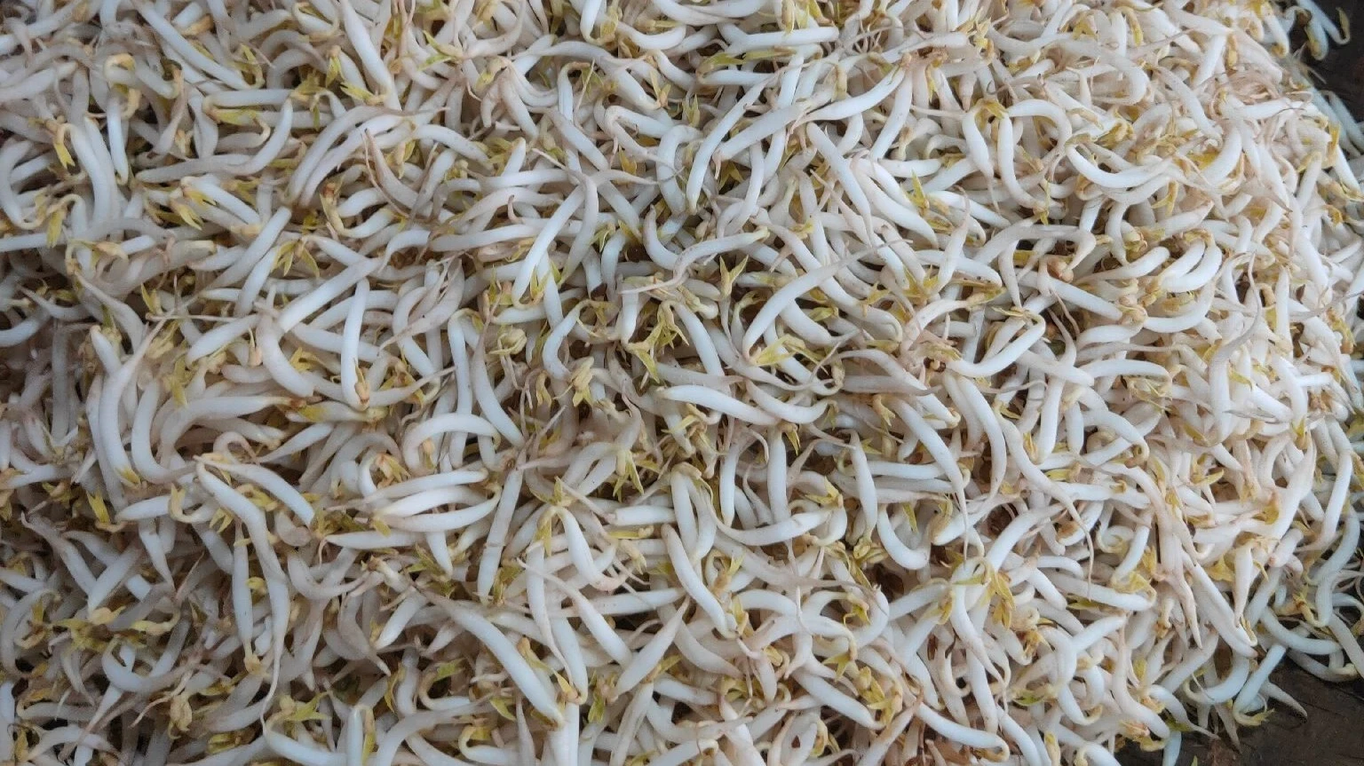 Tauge, Si Kecil Banyak Manfaat