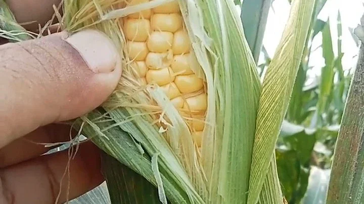 Tips Memilih Jagung Manis