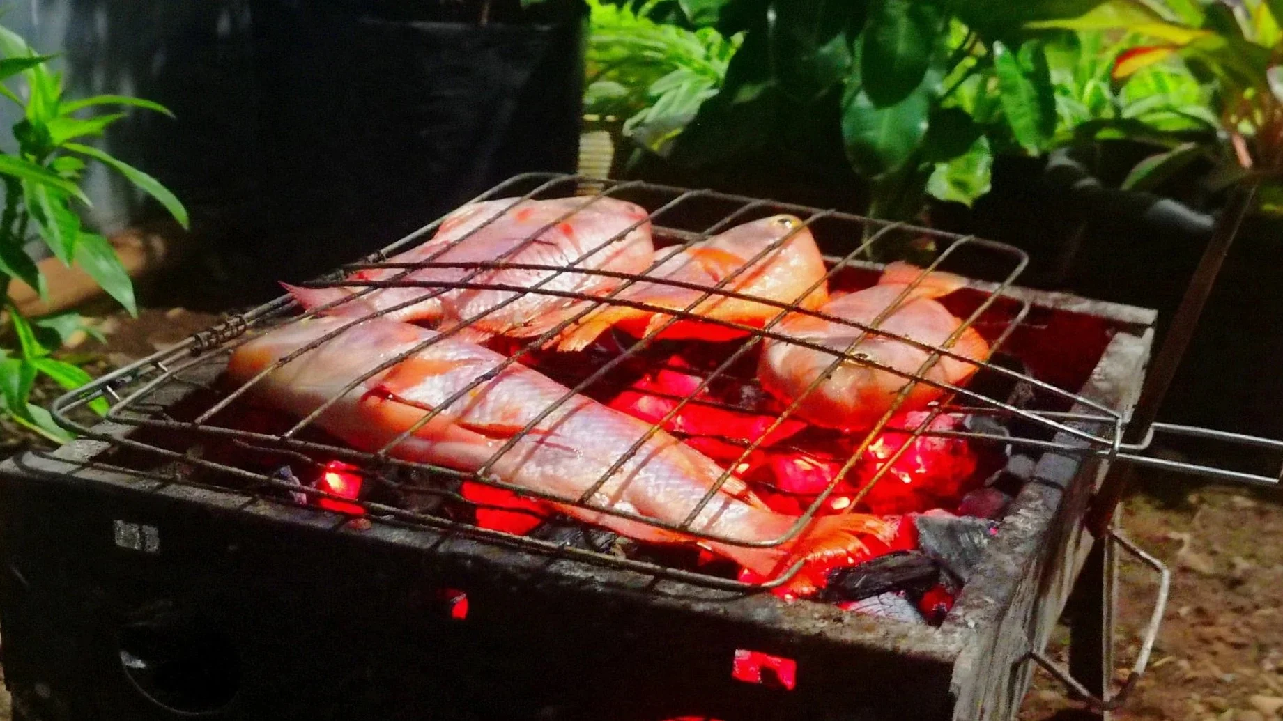 ikan nila bakar