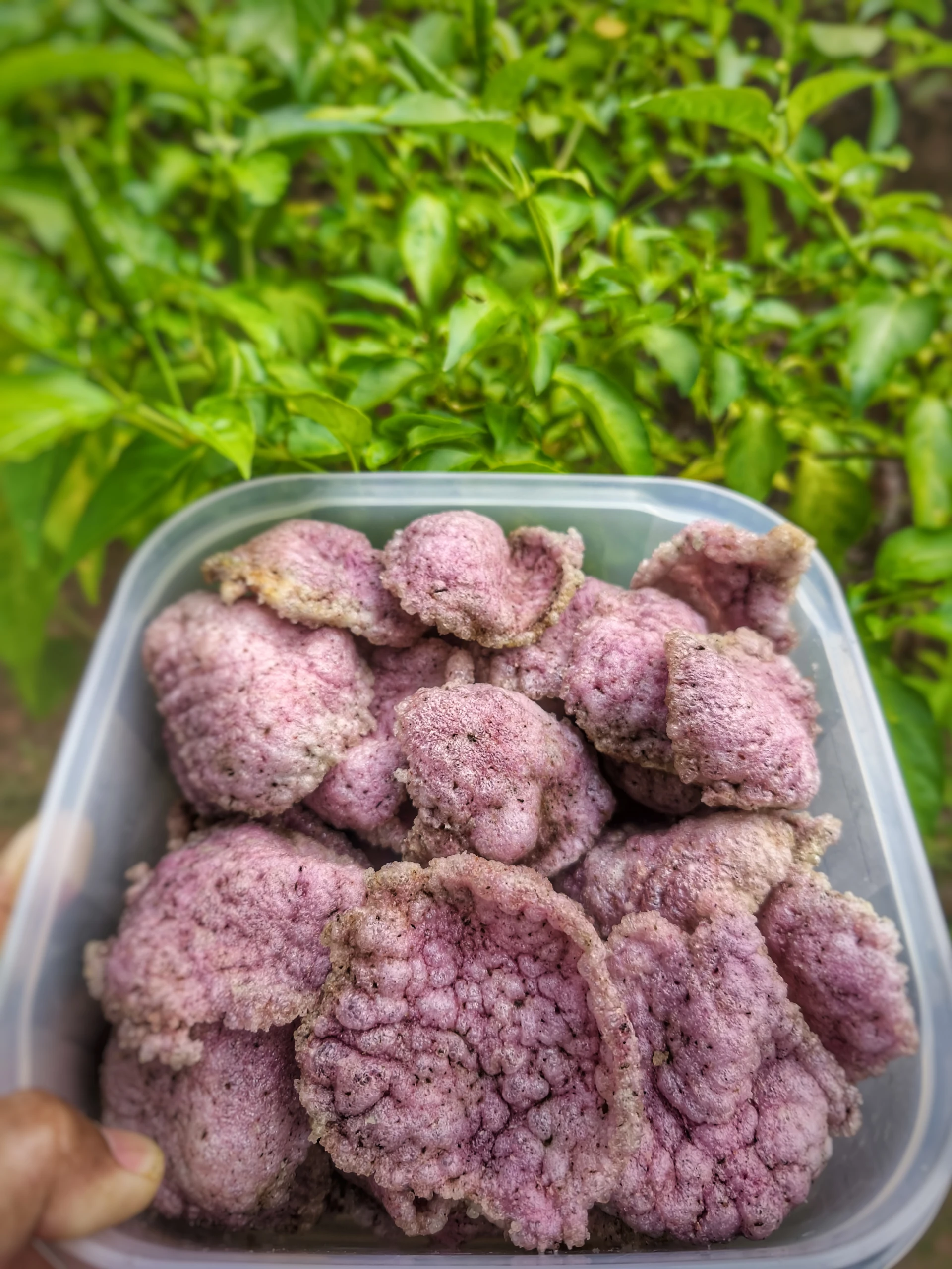 Kerupuk Kabau Ajinomoto