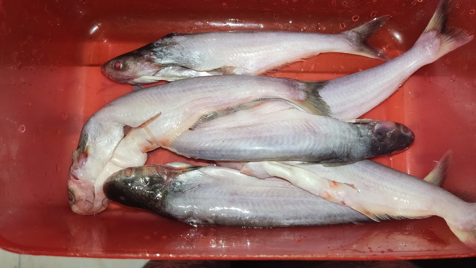 Langkah 1